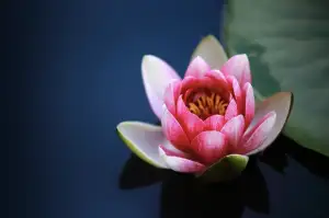 Kdy Se Vyplácí Doplatek Na Bydlení